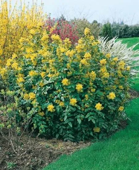 گیاه ماهونیا (Creeping Mahonia)نام علمی: (Mahonia repens)