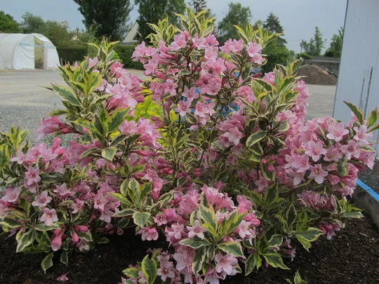 گل واگیلیا 
ـ خانواده: Caprifoliaceae
ـ نام علمی: Weigela praecox
مجموعه تولیدی سیدوس تولید کننده گلدان های پلاستیکی سیدوس در رنگهای متنوع