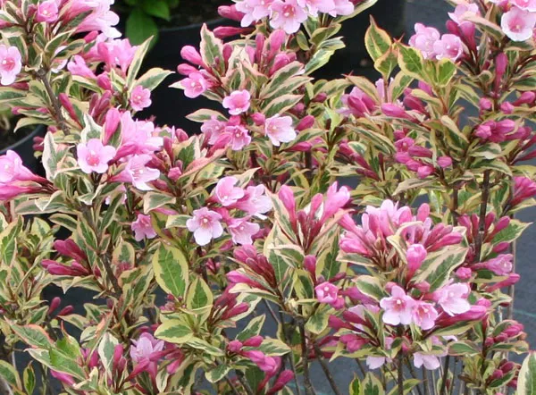 گل واگیلیا ـ خانواده: Caprifoliaceae
ـ نام علمی: Weigela praecox
مجموعه تولیدی سیدوس تولید کننده گلدان های پلاستیکی سیدوس در رنگهای متنوع