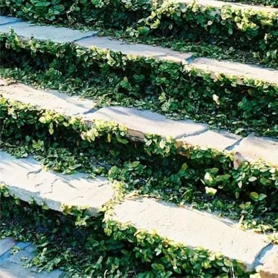 گیاه انجیر چسب یا Ficus pumila یا  creeping figمجموعه تولیدی سیدوس ,تولید کننده گلدان پلاستیکی سیدوس ,بیش از 120نوع, اعم از گلدان استوانه ای پلاستیکی سیدوس,گلدان الماسی پلاستیکی سیدوس,گلدان مربعی پلاستیکی,گلدان مثلثی پلاستیکی,گلدان گرد پلاستیکی ,باکس مستطیلی,در اندازه های کاکتوسی تا درختچه ای