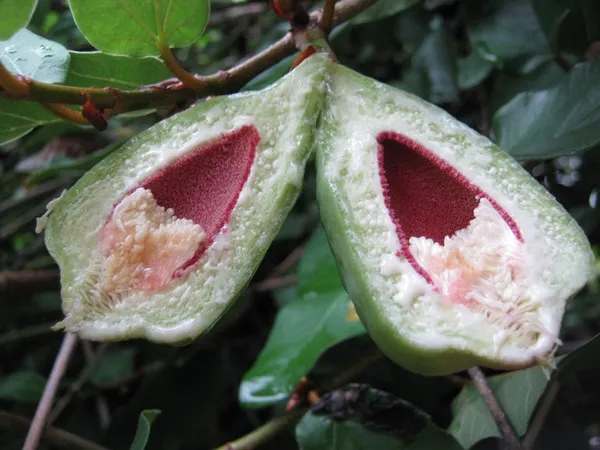 گیاه انجیر چسب یا Ficus pumila یا  creeping figمجموعه تولیدی سیدوس ,تولید کننده گلدان پلاستیکی سیدوس ,بیش از 120نوع, اعم از گلدان استوانه ای پلاستیکی سیدوس,گلدان الماسی پلاستیکی سیدوس,گلدان مربعی پلاستیکی,گلدان مثلثی پلاستیکی,گلدان گرد پلاستیکی ,باکس مستطیلی,در اندازه های کاکتوسی تا درختچه ای
