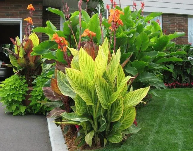 گل اختر به انگلیسیcanna candica
تیره گل اختر	اختریان  Cannaceaeis
نام علمی و خانواده اختر	Canna spp
مجموعه تولیدی سیدوس , تولید کننده گلدان پلاستیکی رنگی
