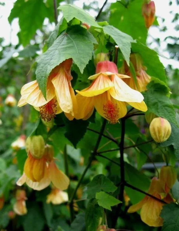 گل آبوتیلون,Abutilon 
megapotamicum
مجموعه تولیدی سیدوس ,تولید کننده گلدان پلاستیکی سیدوس
