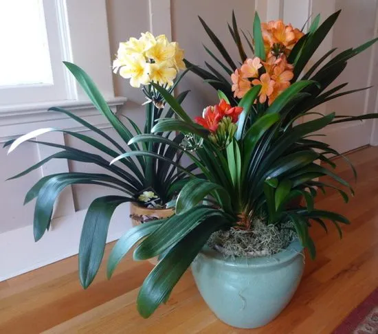 گل خورشیدی با نام انگلیسی Kaffir Lily یا Bush lily و نام علمی Clivia miniata شناخته می شود. این گل زیبا از خانواده ی Amaryllidacea بوده و موطن اصلی آن آفریقای جنوبی استگل خورشیدی در گلدان پلاستیکی سیدوس بسیار جذاب است.
