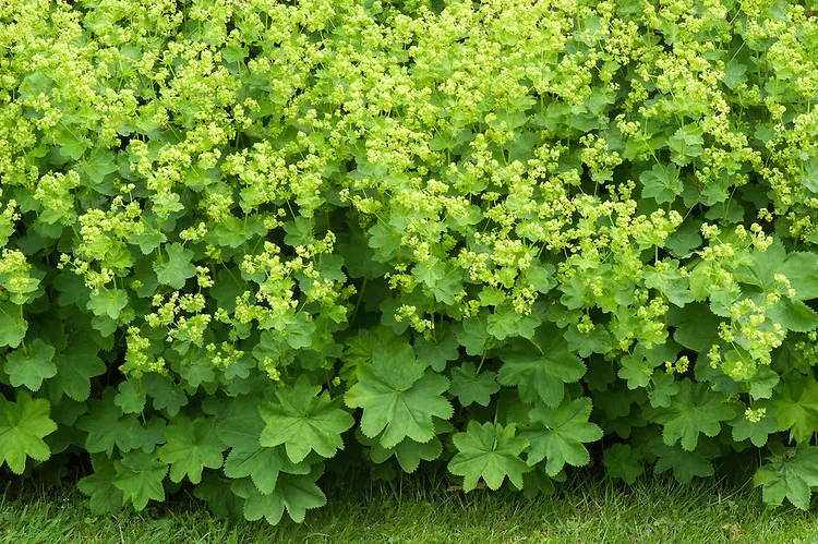 گیاه پای شیر (Ladys Mantle)نام علمی: (Alchemilla mollis)