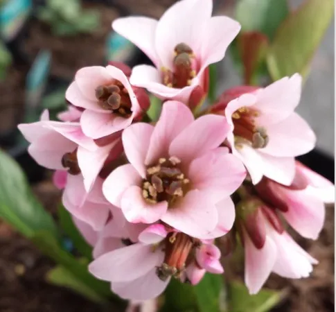 گل برجینا (گل برگنیا)Bergenia Bressingham White مجموعه تولیدی سیدوس تولید کننده گلدان پلاستیکی سیدوس