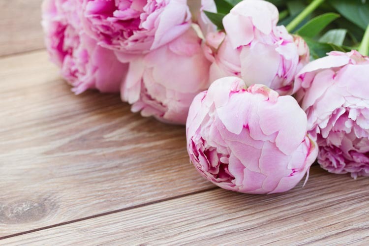 Peony flower or peony flower