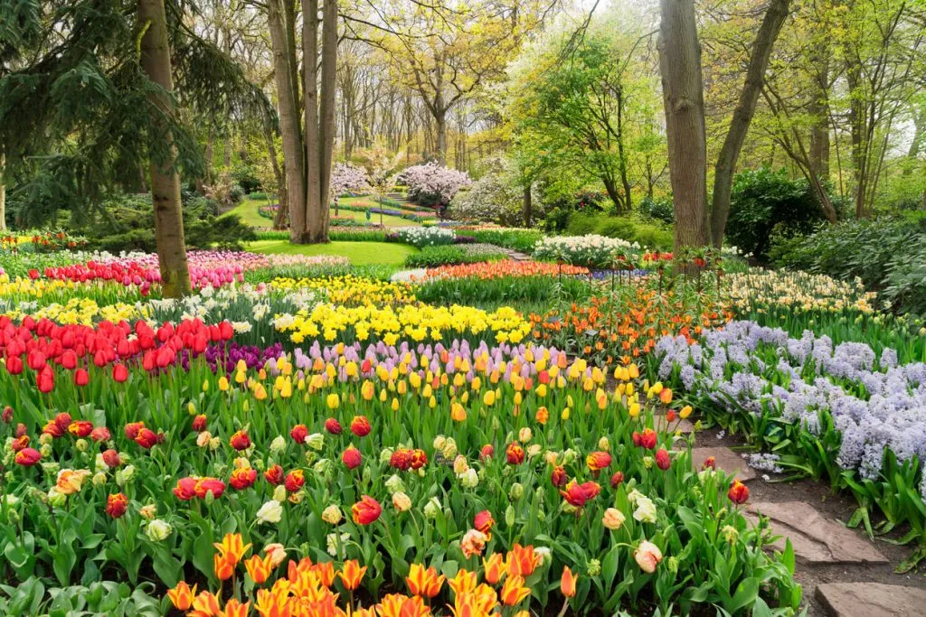 گلهای زیبای بهاری که میتوان در گلدان وباغچه کاشتBeautiful spring flowers that can be planted in pots and gardens مجموعه تولیدی سیدوس ,تولید کننده گلدان پلاستیکی سیدوس ,بیش از 120نوع, اعم از گلدان استوانه ای پلاستیکی سیدوس,گلدان الماسی پلاستیکی سیدوس,گلدان مربعی پلاستیکی,گلدان مثلثی پلاستیکی,گلدان گرد پلاستیکی ,باکس مستطیلی,در اندازه های کاکتوسی تا درختچه ای