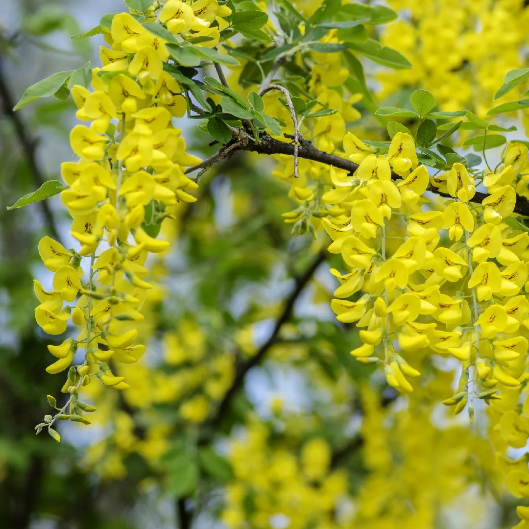 درخت پروانه Laburnum anagyroides L. anagyroides Common laburnum مجموعه تولیدی سیدوس تولید کننده گلدان پلاستیکی سیدوس