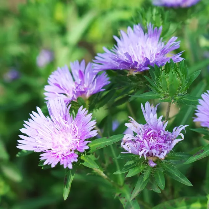 گل استوکزیا,خانواده: Compositae

<p>نام علمی: Stokesia laevis<br />
مجموعه تولیدی سیدوس,تولید کننده گلدان پلاستیکی سیدوس