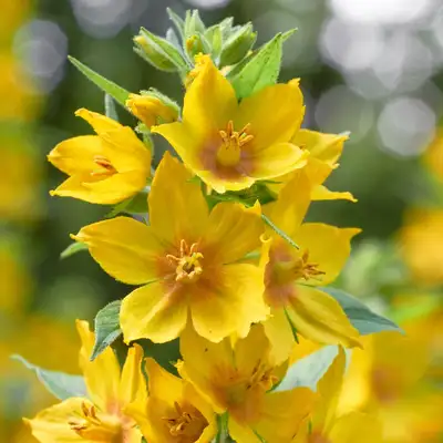 علف بیدی (Yellow Loosestrife)نام علمی: (Lysimachia punctata)