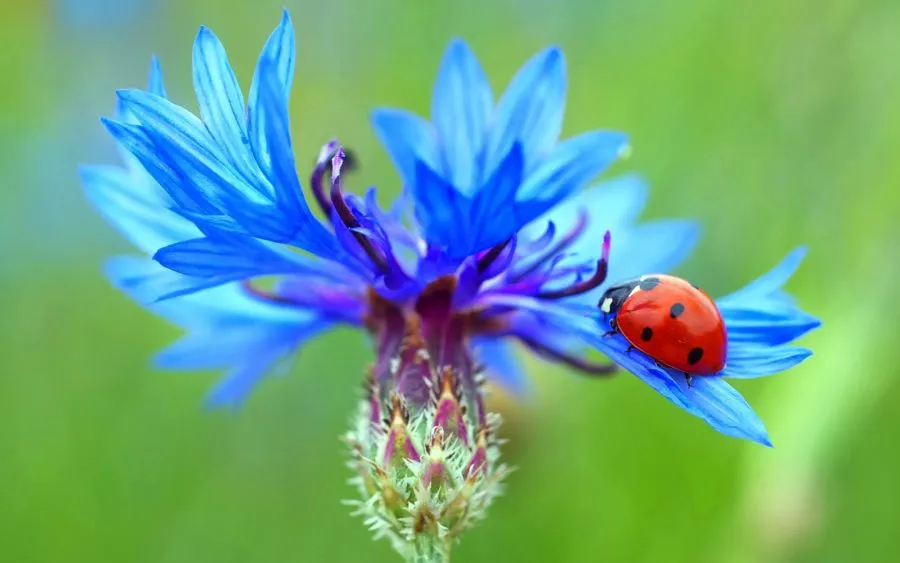 گل گندم (Centaurea cyanus)مجموعه تولیدی سیدوس ,تولید کننده گلدان پلاستیکی سیدوس