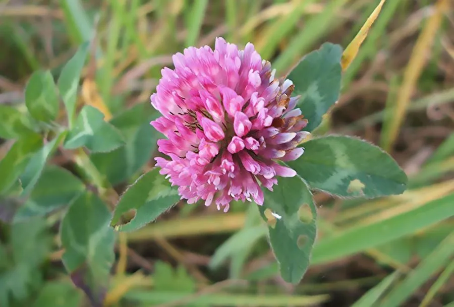 گل شبدرTrifolium rubens
مجموعه تولیدی سیدوس ,تولید کننده گلدان پلاستیکی سیدوس