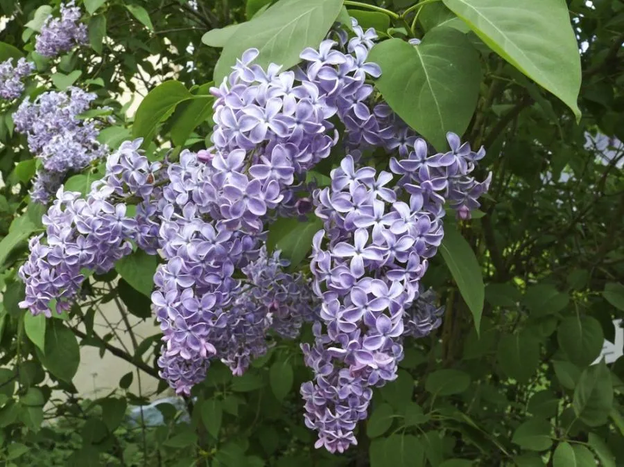 یاس خوشه ای,Syringa vulgarisمجموعه تولیدی گلدان پلاستیکی سیدوس