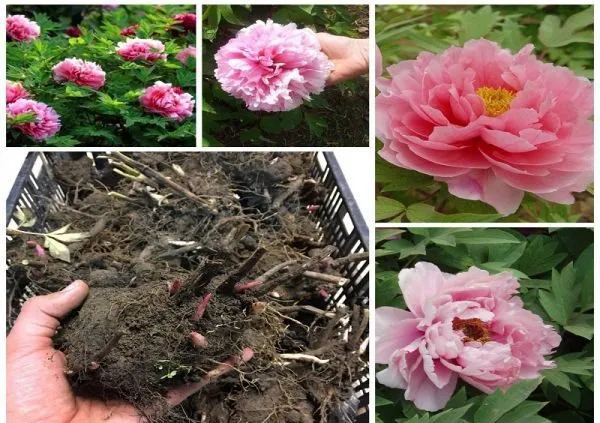 گل پیونی/ گل صدتومنی (Garden Peony) نام علمی: (Paeonia officinalis)