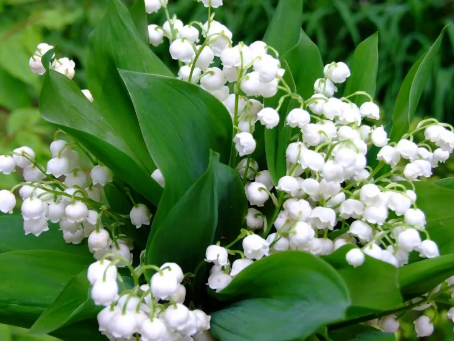 موگه، زنبق دره یا گل برف (نام علمی: Convallaria majalis) از گیاهان گلدار تک‌لپه‌ای و از دسته مارچوبه‌سانان است؛ که در سرزمین‌هایی با آب و هوای معتدل می‌روید. نام متعارف آن در ایران موگه (برگرفته از نام فرانسوی) آن است.