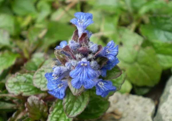 گل آجوگا, گل لبدیسی روندهAjuga Genevensis, Ajuga reptans,Lamiaceae
مجموعه تولیدی سیدوس تولید کننده گلدان پلاستیکی سیدوس