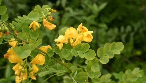 گیاه دغدغکColutea arborescens مجموعه تولیدی سیدوس تولید کننده گلدان پلاستیکی سیدوس