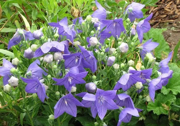 گل زنگوله ای چینی Platycodon Grandiflorus مجموعه تولیدی سیدوس تولید کننده گلدان پلاستیکی سیدوس تدوین:مینو غفوری ساداتیه آدرس اینستاگرام:gooldono.stand.sidoos@ تلفن:09308743868