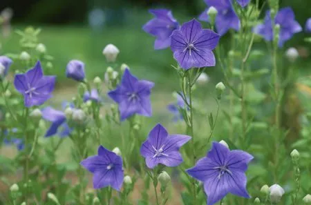 گل زنگوله ای چینی Platycodon Grandiflorus مجموعه تولیدی سیدوس تولید کننده گلدان پلاستیکی سیدوس تدوین:مینو غفوری ساداتیه آدرس اینستاگرام:gooldono.stand.sidoos@ تلفن:09308743868