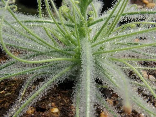 گیاهان گوشتخوار (به انگلیسی: Carnivorous plants )،با فتوسنتز انرژی تولید می‌کنند.مجموعه تولیدی سیدوس ,تولید کننده گلدان پلاستیکی سیدوس ,بیش از 120نوع, اعم از گلدان استوانه ای پلاستیکی سیدوس,گلدان الماسی پلاستیکی سیدوس,گلدان مربعی پلاستیکی,گلدان مثلثی پلاستیکی,گلدان گرد پلاستیکی ,باکس مستطیلی,در اندازه های کاکتوسی تا درختچه ای
