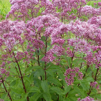 گل اوپاتوریومEupatorium Purpureum“
مجموعه تولیدی سیدوس تولید کننده گلدان پلاستیکی سیدوس