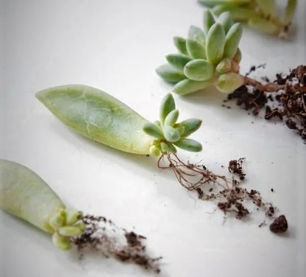 ساکولنت و2روش تکثیر آنSucculents and 2 methods of propagation
مجموعه تولیدی سیدوس ,تولید کننده گلدان پلاستیکی سیدوس ,بیش از 120نوع, اعم از گلدان استوانه ای پلاستیکی سیدوس,گلدان الماسی پلاستیکی سیدوس,گلدان مربعی پلاستیکی,گلدان مثلثی پلاستیکی,گلدان گرد پلاستیکی ,باکس مستطیلی,در اندازه های کاکتوسی تا درختچه ای