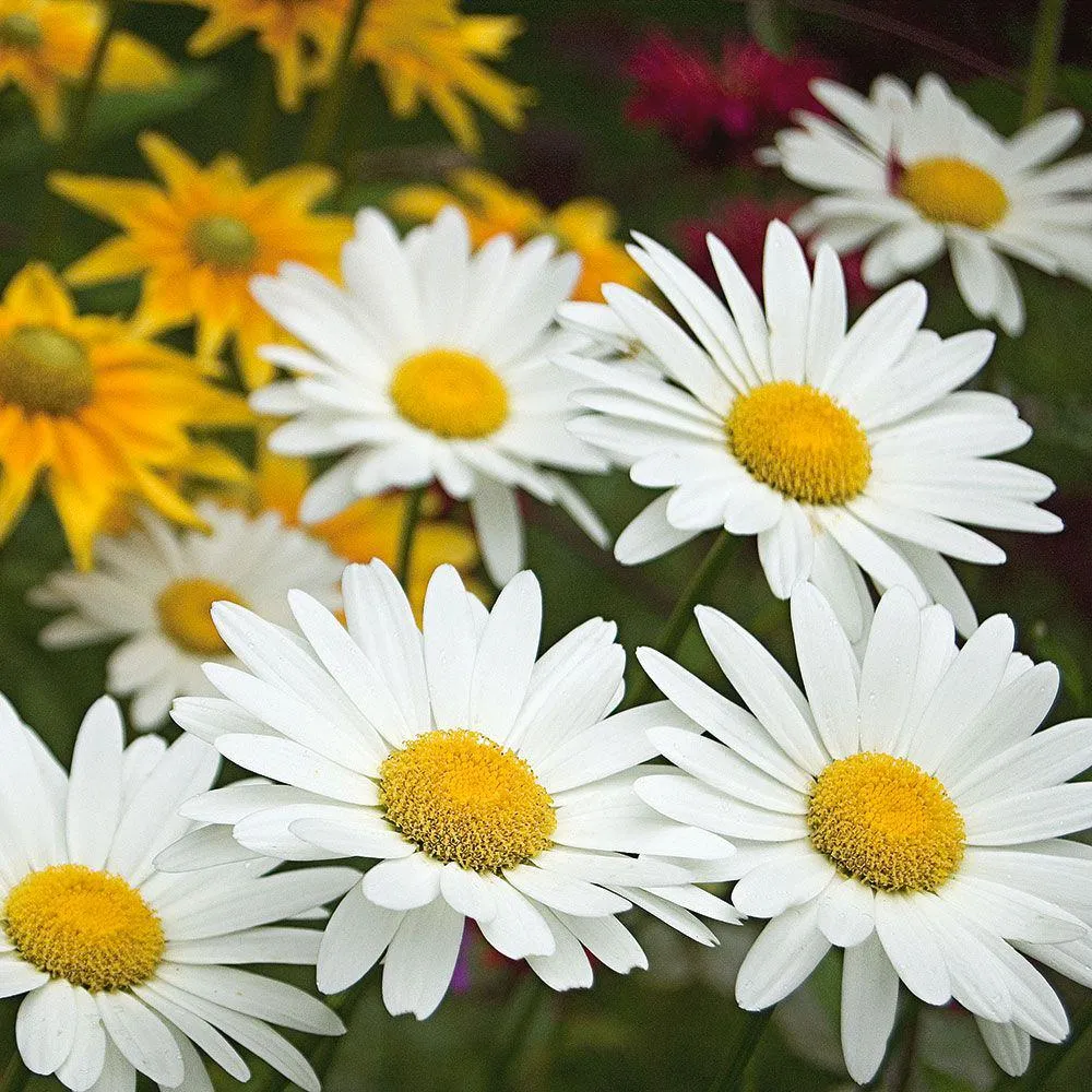 گل مینا چشم گاوی (Ox-Eye Daisy)نام علمی: (Leuanthemum vulgare)