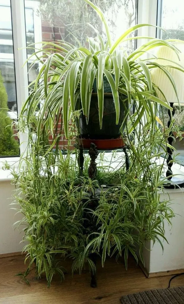 گل های بهاری وتابستانی مناسب باغچه (37گونه)Spring and summer flowers suitable for the garden (37 (species) مجموعه تولیدی سیدوس , تولید کننده گلدان های پلاستیکی سیدوس