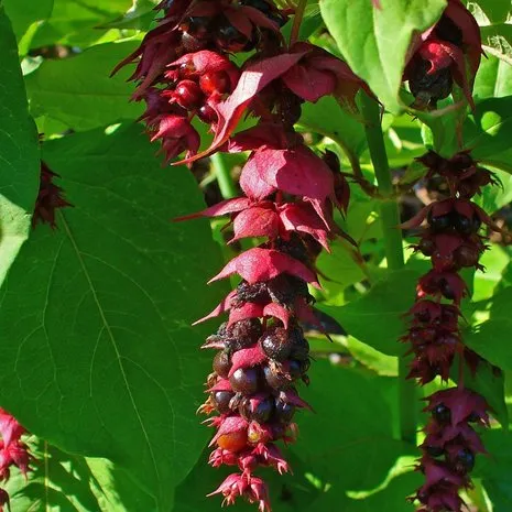 Leycesteria formosa، توت قرقاول،
