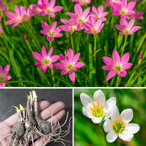 گل نیلوفر باران صورتی /زفیرانتس گرندیفلورا (Rain Lily)نام علمی: (Zephyranthes grandiflora)