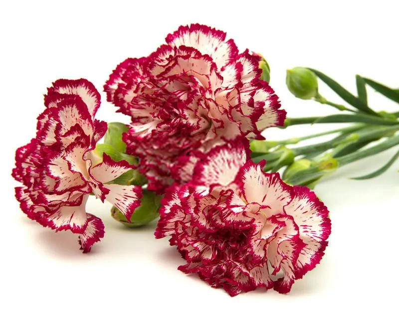 میخک که نام علمی آن (Syzygium aromaticum) استمجموعه تولیدی سیدوس,تولید کننده بیش از 120نوع گلدان پلاستیکی سیدوس