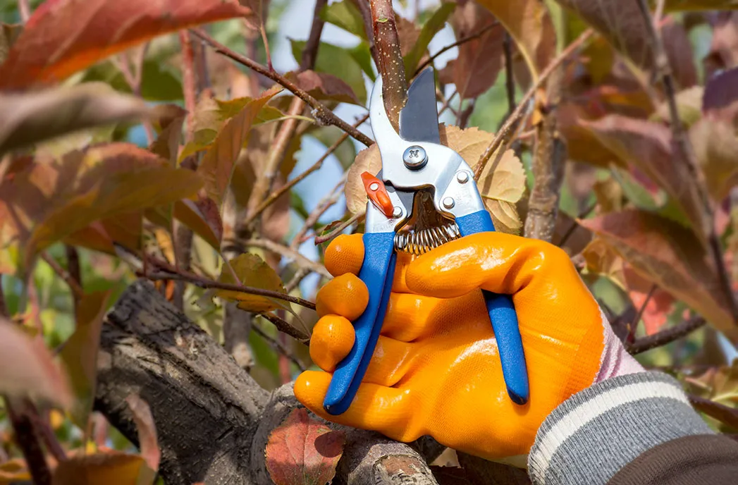 هرس کردن درختان در پاییز وبایدها ونبایدهاPruning trees in the fall: dos and don'ts
مجموعه تولیدی سیدوس ,تولید کننده گلدان پلاستیکی سیدوس ,بیش از 120نوع, اعم از گلدان استوانه ای پلاستیکی سیدوس,گلدان الماسی پلاستیکی سیدوس,گلدان مربعی پلاستیکی,گلدان مثلثی پلاستیکی,گلدان گرد پلاستیکی ,باکس مستطیلی,در اندازه های کاکتوسی تا درختچه ای