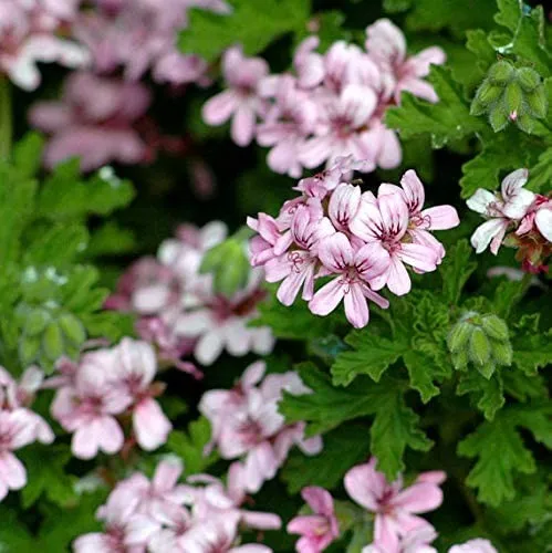 گل ژرانیوم,نام علمی: Geranium maderenseرده‌‌بندی بالاتر: شمعدانیان راسته: شمعدانی‌سانان خانواده: Geraniaceae مجموعه تولیدی گلدان پلاستیکی سیدوس