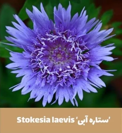 گل استوکزیا,خانواده: Compositae

<p>نام علمی: Stokesia laevis<br />
مجموعه تولیدی سیدوس,تولید کننده گلدان پلاستیکی سیدوس