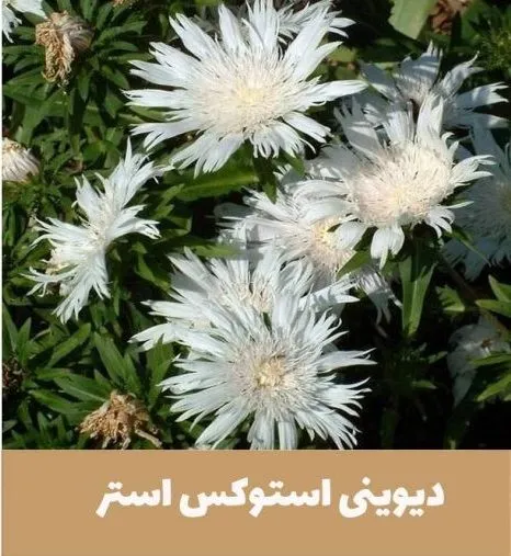گل استوکزیا,خانواده: Compositae

<p>نام علمی: Stokesia laevis<br />
مجموعه تولیدی سیدوس,تولید کننده گلدان پلاستیکی سیدوس