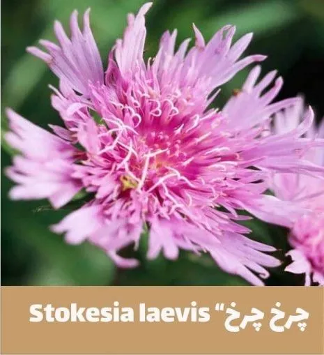گل استوکزیا,خانواده: Compositae

<p>نام علمی: Stokesia laevis<br />
مجموعه تولیدی سیدوس,تولید کننده گلدان پلاستیکی سیدوس
