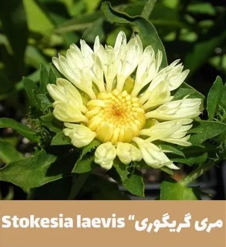 گل استوکزیا,خانواده: Compositae

<p>نام علمی: Stokesia laevis<br />
مجموعه تولیدی سیدوس,تولید کننده گلدان پلاستیکی سیدوس