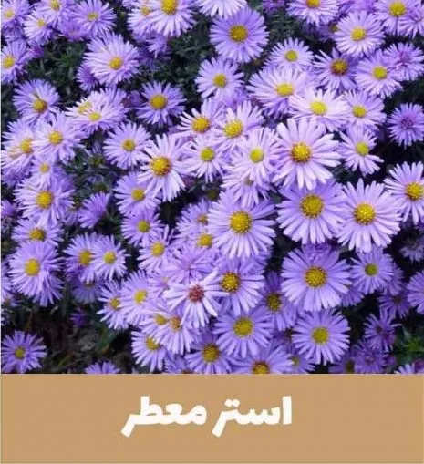گل استوکزیا,خانواده: Compositae

<p>نام علمی: Stokesia laevis<br />
مجموعه تولیدی سیدوس,تولید کننده گلدان پلاستیکی سیدوس