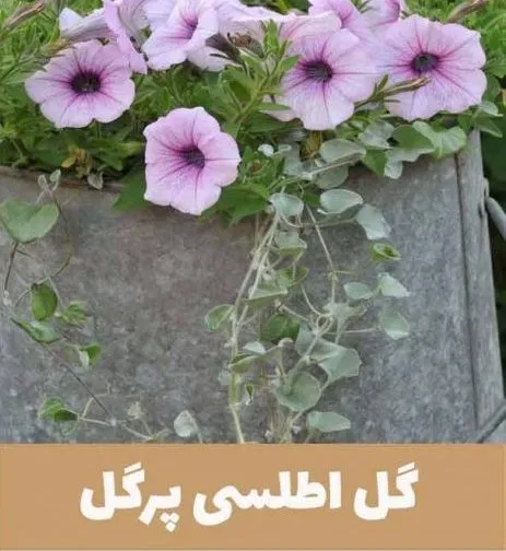 گل اطلسی یا petunia گیاهی از خانواده Solanaceae و بومی قاره آمریکا است. مجموعه تولیدی سیدوس,عتولید کننده گلدان پلاستیکی سیدوس.