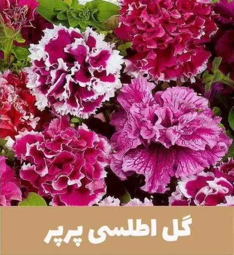 گل اطلسی یا petunia گیاهی از خانواده Solanaceae و بومی قاره آمریکا است.مجموعه تولیدی سیدوس,عتولید کننده گلدان پلاستیکی سیدوس.
