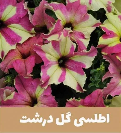 گل اطلسی یا petunia گیاهی از خانواده Solanaceae و بومی قاره آمریکا است.مجموعه تولیدی سیدوس,عتولید کننده گلدان پلاستیکی سیدوس.