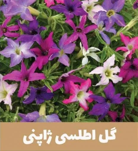 گل اطلسی یا petunia گیاهی از خانواده Solanaceae و بومی قاره آمریکا است.مجموعه تولیدی سیدوس,تولید کننده گلدان پلاستیکی سیدوس.