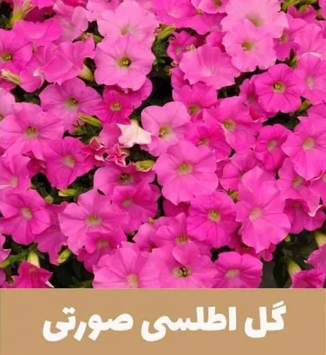 گل اطلسی یا petunia گیاهی از خانواده Solanaceae و بومی قاره آمریکا است.مجموعه تولیدی سیدوس,تولید کننده گلدان پلاستیکی سیدوس.