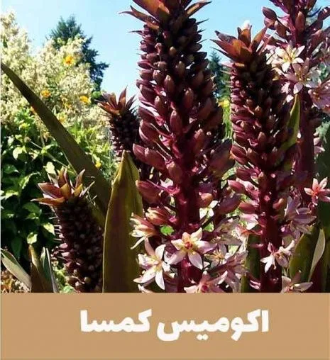 گل اِکومیس
نام به انگلیسی	
 Pineapple lily

<p>نام علمی	Eucomis bicolor<br />
خانواده	Asparagaceae<br />
مجموعه تولیدی سیدوس ,تولید کننده گلدان پلاستیکی سیدوس