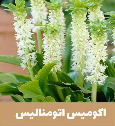 گل اِکومیس
نام به انگلیسی	
 Pineapple lily

<p>نام علمی	Eucomis bicolor<br />
خانواده	Asparagaceae<br />
مجموعه تولیدی سیدوس ,تولید کننده گلدان پلاستیکی سیدوس