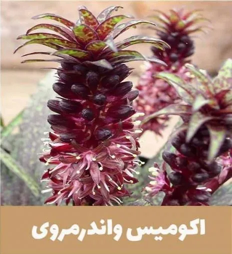 گل اِکومیس
نام به انگلیسی	
 Pineapple lily

<p>نام علمی	Eucomis bicolor<br />
خانواده	Asparagaceae<br />
مجموعه تولیدی سیدوس ,تولید کننده گلدان پلاستیکی سیدوس