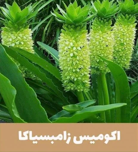 گل اِکومیس
نام به انگلیسی	
 Pineapple lily

<p>نام علمی	Eucomis bicolor<br />
خانواده	Asparagaceae<br />
مجموعه تولیدی سیدوس ,تولید کننده گلدان پلاستیکی سیدوس