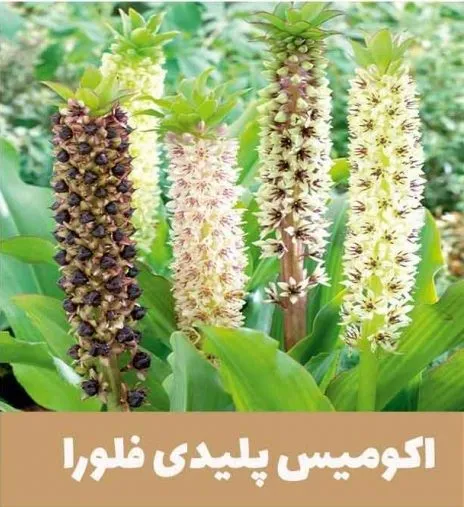 گل اِکومیس
نام به انگلیسی	
 Pineapple lily

<p>نام علمی	Eucomis bicolor<br />
خانواده	Asparagaceae<br />
مجموعه تولیدی سیدوس ,تولید کننده گلدان پلاستیکی سیدوس