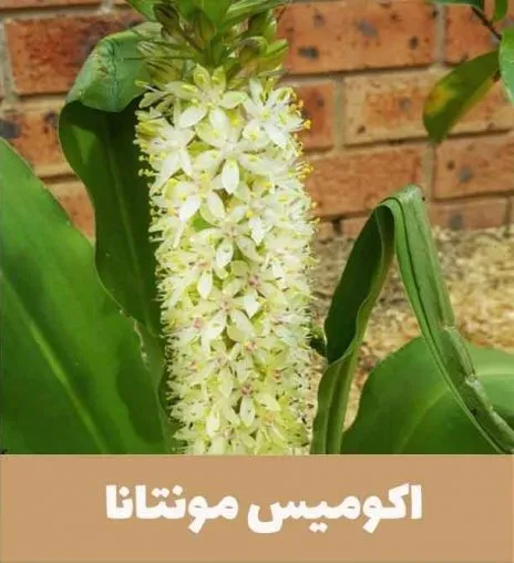 گل اِکومیس
نام به انگلیسی	
 Pineapple lily

<p>نام علمی	Eucomis bicolor<br />
خانواده	Asparagaceae<br />
مجموعه تولیدی سیدوس ,تولید کننده گلدان پلاستیکی سیدوس